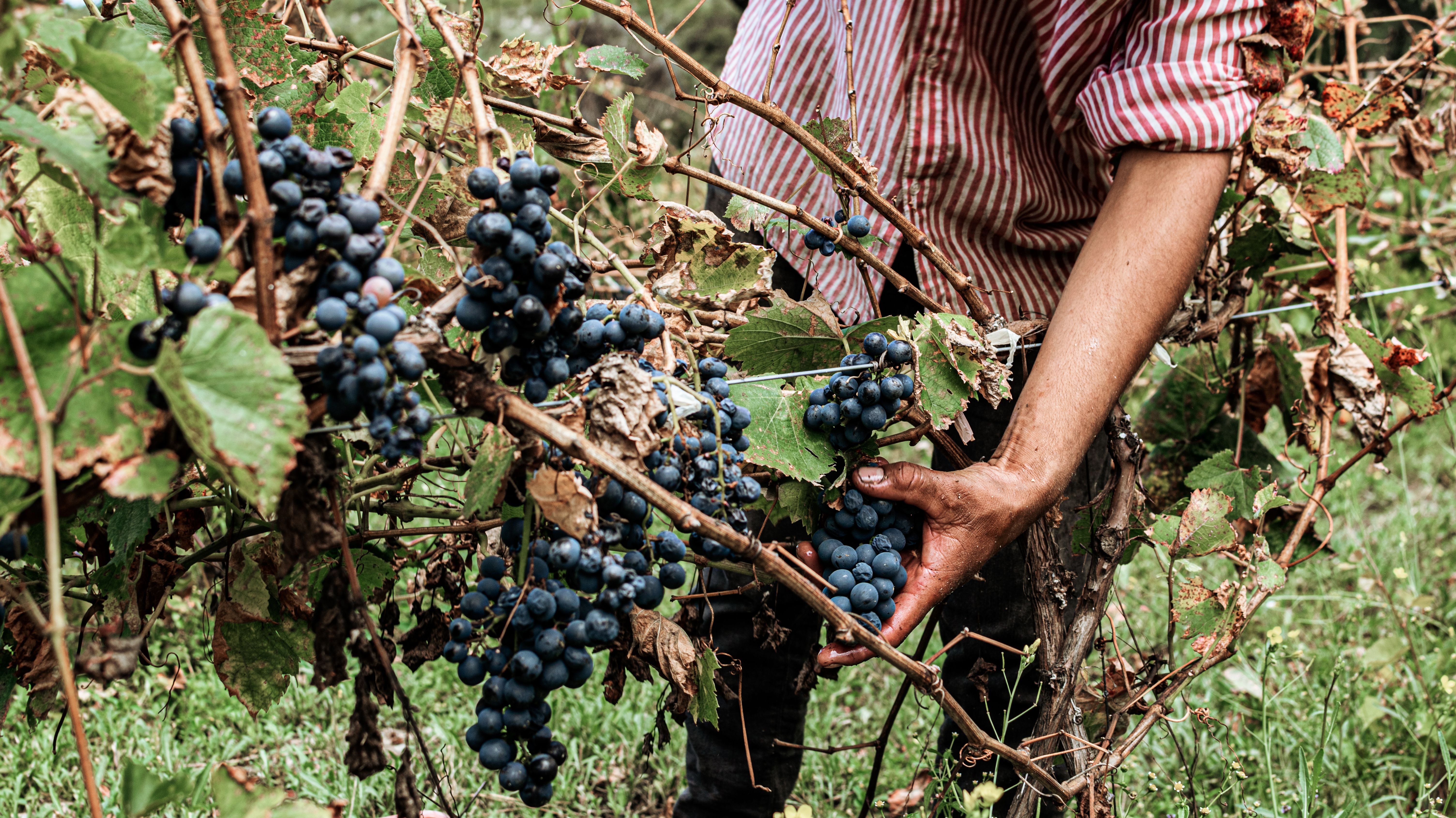 Viñedo de Garnacha en terreno de suelo pedregoso