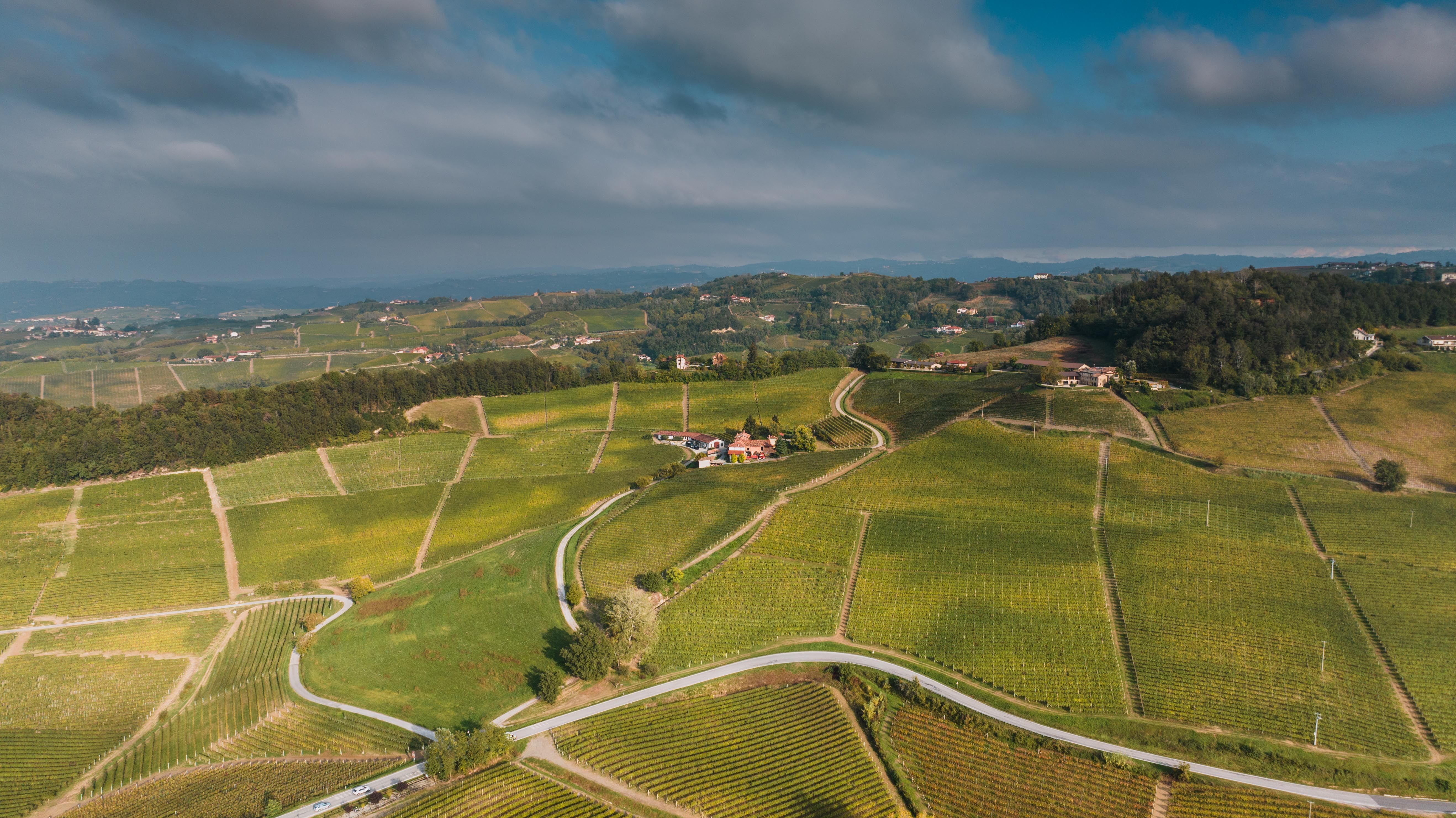Viñedo de Albariño en emparrado tradicional gallego