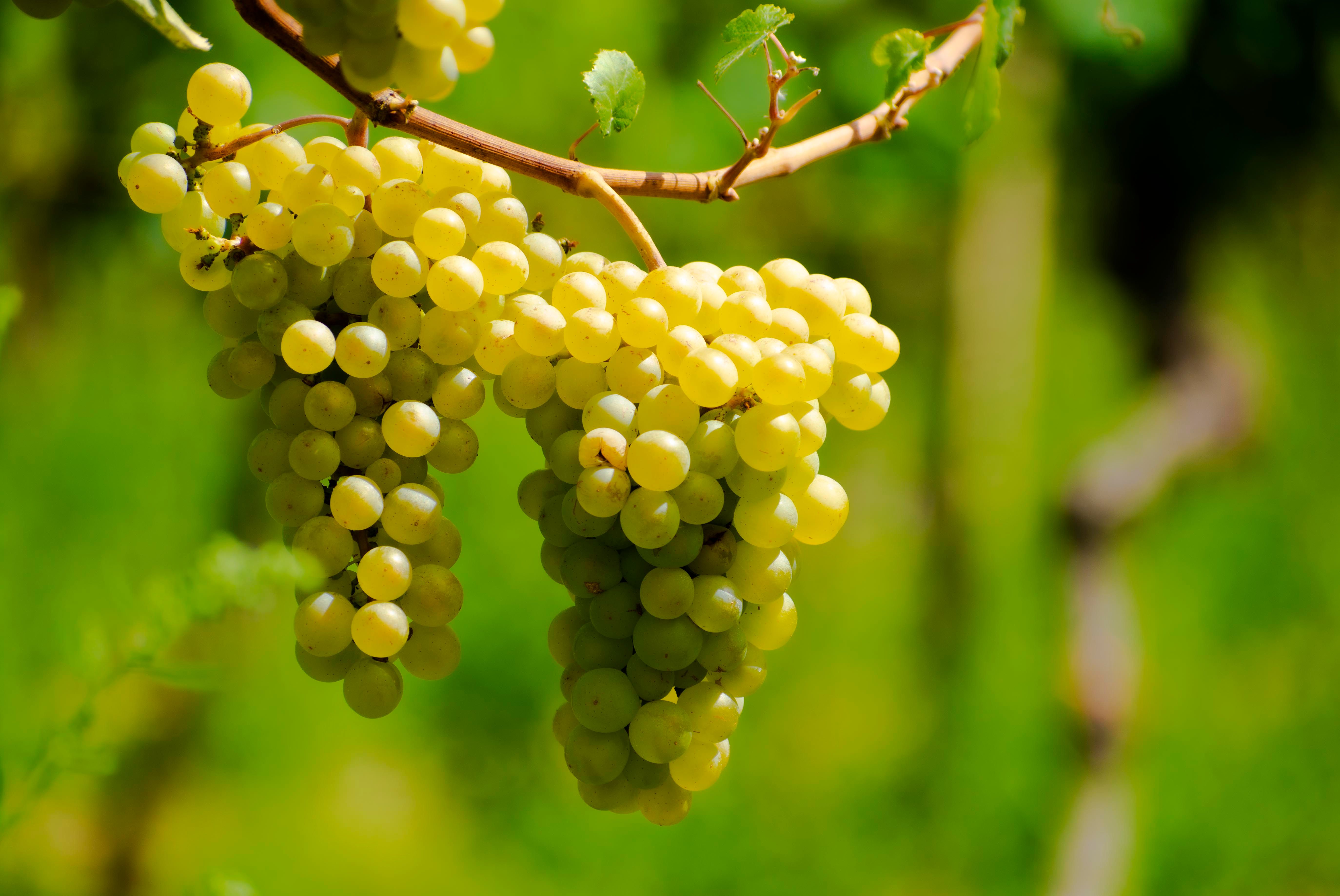 Racimo de uva Macabeo utilizada en la elaboración de cava