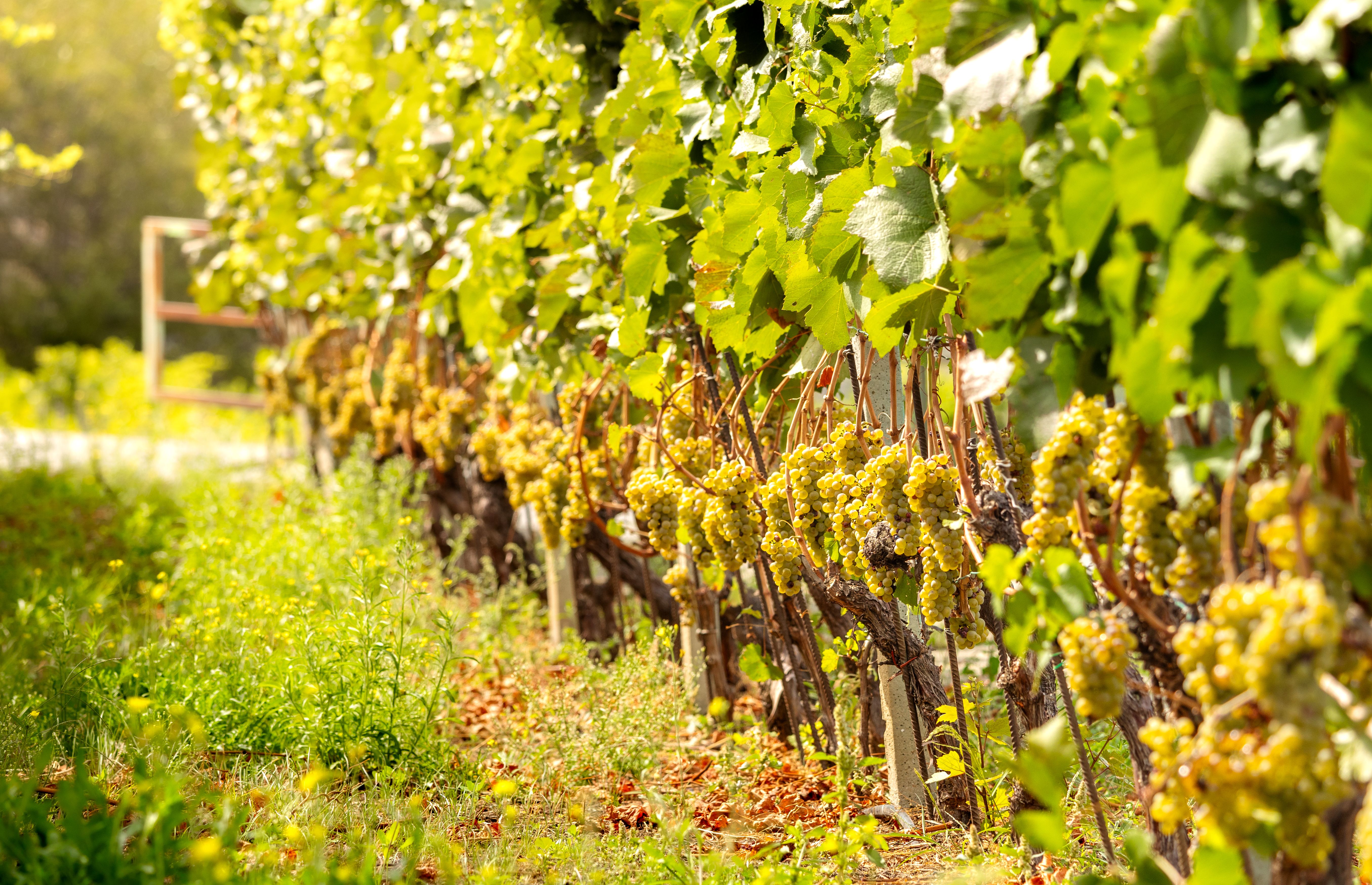 Viñedo de Xarel·lo en la comarca del Penedès