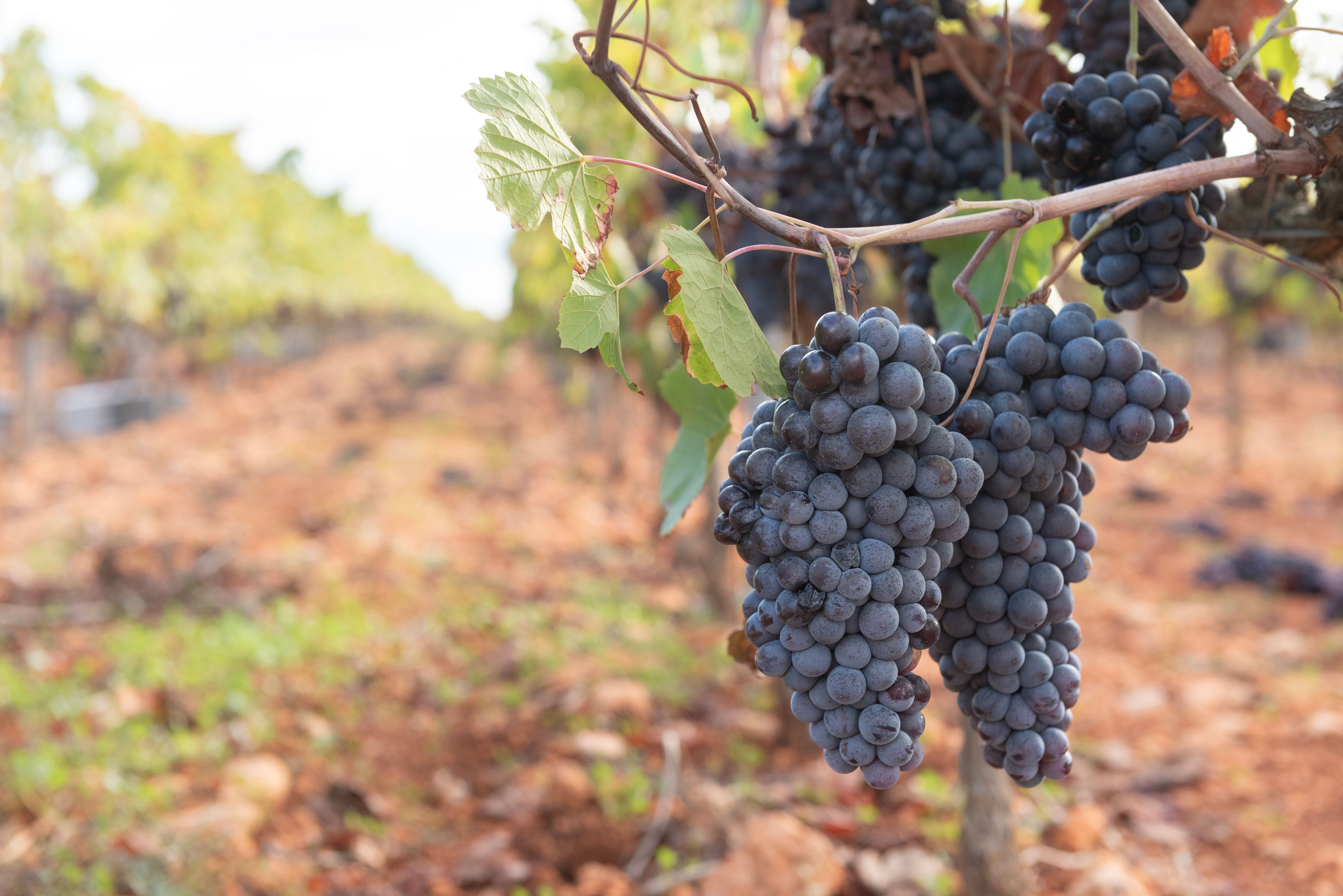 Racimo de uva Tempranillo recién cosechado