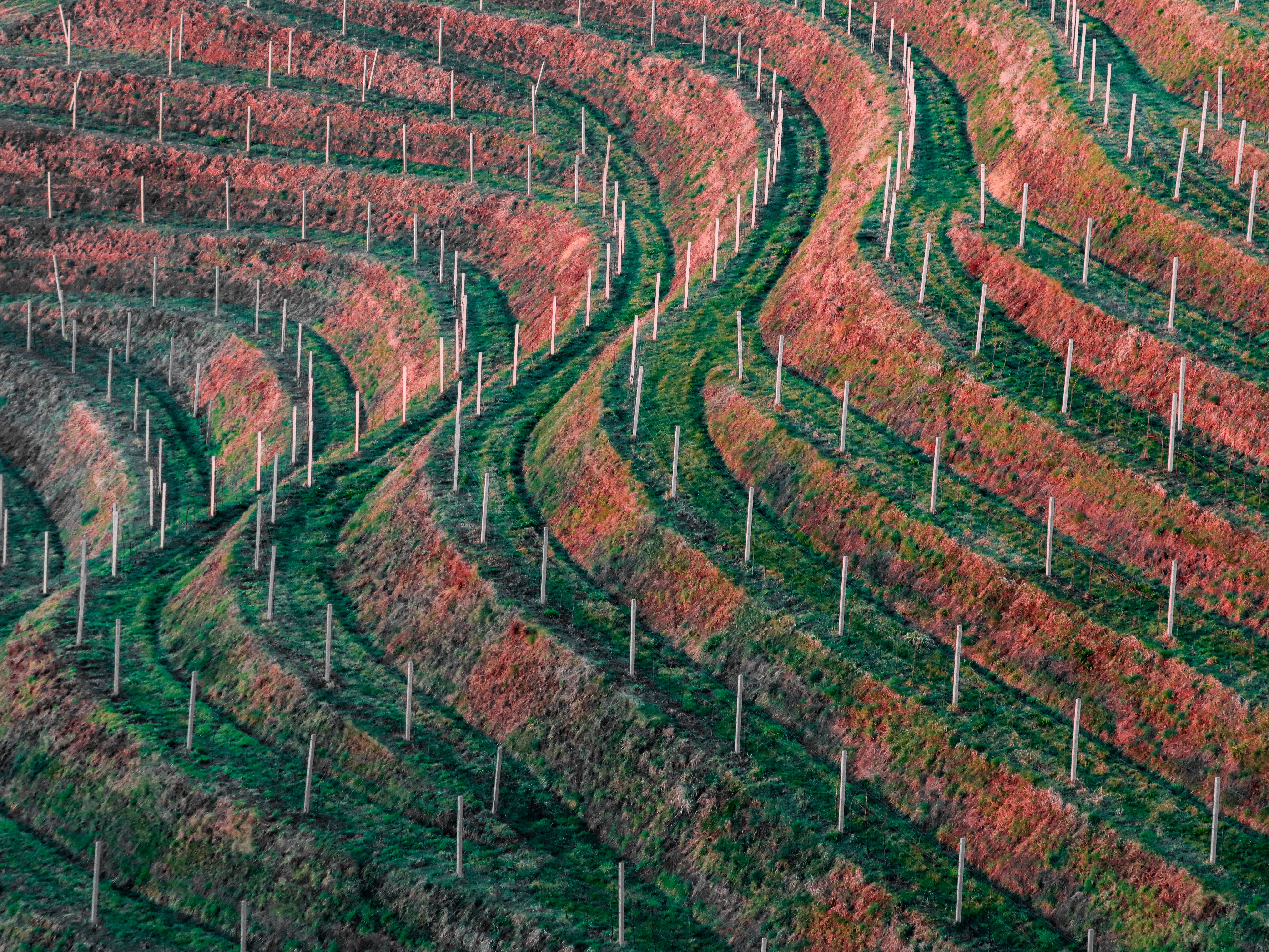 Viñedo en ladera de la comarca de Valdeorras